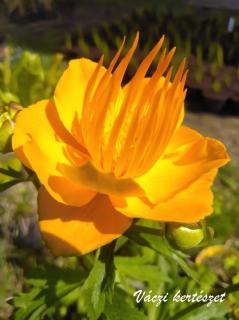 Boglárka sárga virágú. TROLLIUS chinensis "Golden Queen.