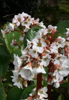 Bőrlevél fehér virágú. . BERGENIA cordifolia 'Snowtime'