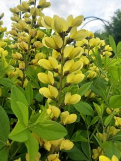 Borsófürt ,sárga színű. BAPTISIA sphaerocarpa.