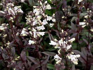 Bugatölcsér. PENSTEMON digitalis "Husker Red Superior Strain"