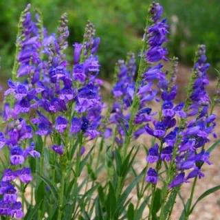 Bugatölcsér. PENSTEMON strictus Bandera.