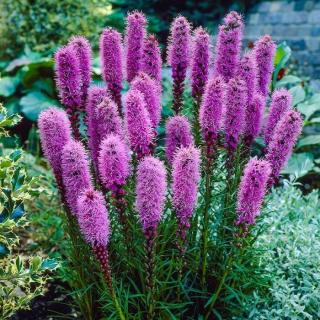 Díszcsorba, rózsaszín. LIATRIS spicata 'Floristan Violet'