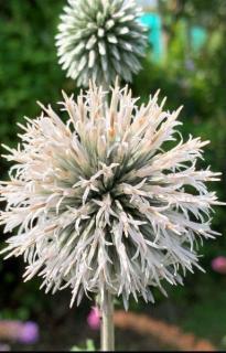 Fehér szamárkenyér. ECHINOPS bannaticus 'Star Frost'