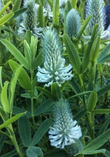 Fehérvirágú lóhere. TRIFOLIUM rubens f. album 'Frosty Feathers'