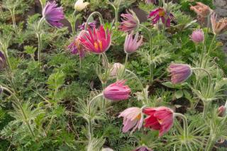 Fodros kökörcsin. PULSATILLA vulgaris 'Prima Papagena'