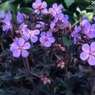 Gólyaorr. GERANIUM pratense 'Dark Reiter'
