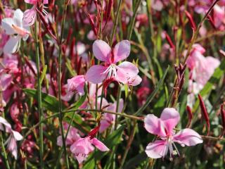 Gyertyavirág rózsaszín. Gaura lindheimeri Siskiyou Pink'