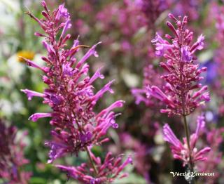 Izsópfű, rózsa-lila virágokkal. AGASTACHE Cana-Hybr. 'Bolero'