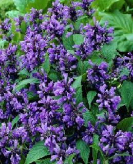 Japán macskamenta. NEPETA subsessilis "Blue Dreams"