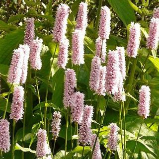 Kígyógyökerű keserűfű . Persicaria bistorta 'Superba'