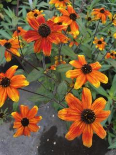 Kisfészkű kúpvirág. RUDBECKIA triloba 'Prairie Glow'