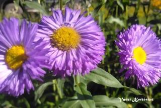 Küllőrojt, lilás-kék virágú. ERIGERON speciosus 'Azurfee