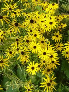 Kúpvirág. RUDBECKIA missouriensis