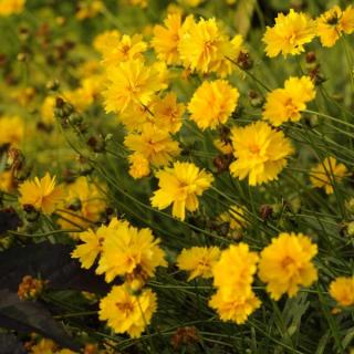 Menyecskeszem. COREOPSIS grandiflora 'Early Sunrise