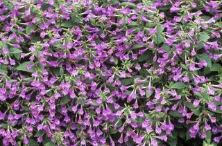Nagyvirágú pereszlény. Calamintha grandiflora 'Elfin Purple'
