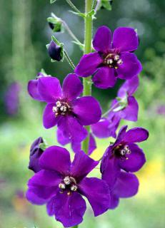 Ökörfarkkóró. VERBASCUM phoeniceum 'Violetta