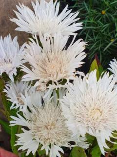 Olajbóbita fehér virágú. STOKESIA laevis f. alba 'Reverie'