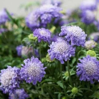 Ördögszem kék, törpe. SCABIOSA japonica var. alpina 'Ritz Blue'