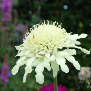 Óriás fejvirág. Cephalaria radiata.
