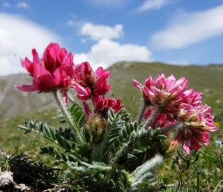 OXYTROPIS purpurea