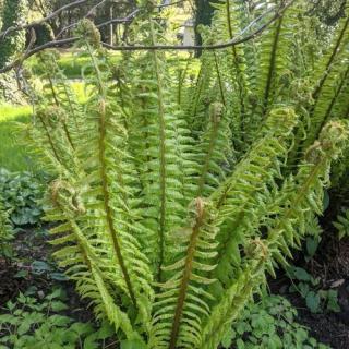 Páfrány.DRYOPTERIS BUSCHIANA.