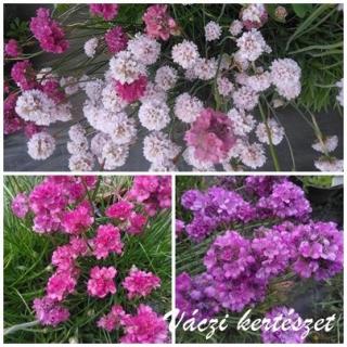 Pázsitszegfű, alacsony színkeverék. ARMERIA Maritima-Hybr. Ornament