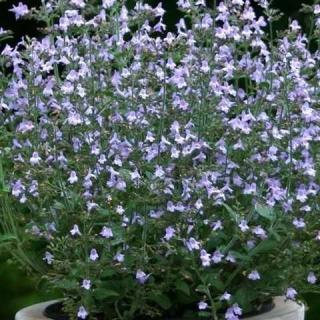 Pereszlény, kék színű. CALAMINTHA nepeta 'Marvelette Blue'