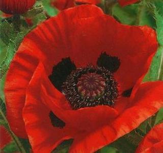 Pipacs. PAPAVER Orientale-Hybr. 'Brilliant'