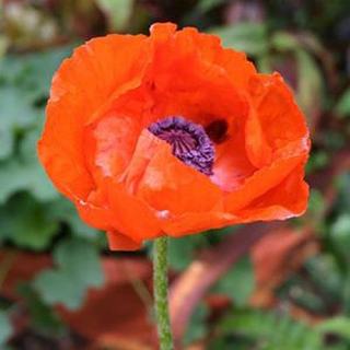 Pipacs. PAPAVER Orientale-Hybr. 'Prince of Orange'