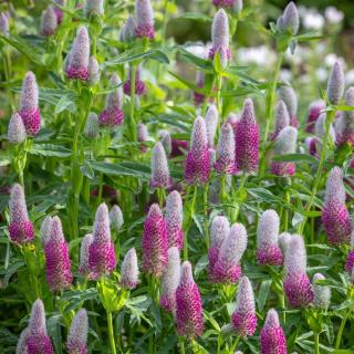 Pirosló lóhere. Trifolium rubens