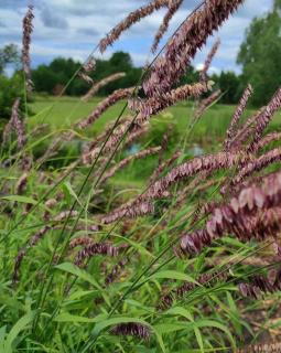 Prémes gyöngyperje. MELICA altissima var. atropurpurea