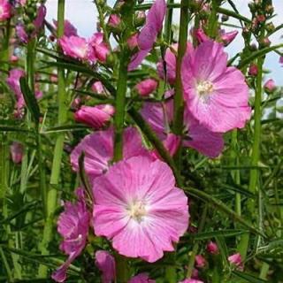 Prérimályva. SIDALCEA Malviflora-Hybr. 'Partygirl'