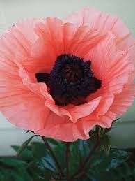 Rózsaszín díszpipacs. PAPAVER Orientale-Hybr. 'Prinzessin Victoria Louise'