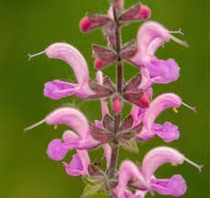 Rózsaszín zsálya. SALVIA pratensis Ballet-Series 'Rose Rhapsody'