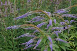 Szibériai veronika, kékes- lila virággal. Veronicastrum sibiricum