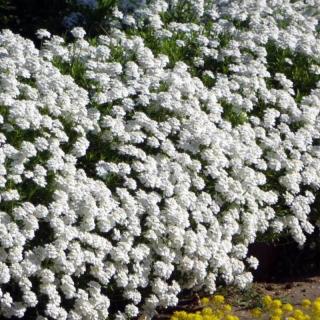 Tatárvirág, fehér virágú. IBERIS sempervirens 'Snowflake'