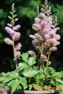 Tollbuga lila virággal. ASTILBE chinensis var. pumila