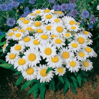 Törpe margaréta. LEUCANTHEMUM x superbum Nanus 'Dwarf Snow Lady'