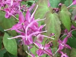 Tündérvirág. Epimedium grandiflorum 'Rose Queen'.