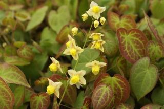 Tündérvirág kénsárga. Epimedium x versicolor 'Sulphureum