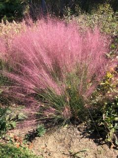 Vattacukorfű. MUHLENBERGIA capillaris