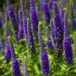 Veronika. VERONICA porphyriana