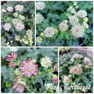 Völgycsillag rózsaszín keverék . ASTRANTIA Major-Hybr.