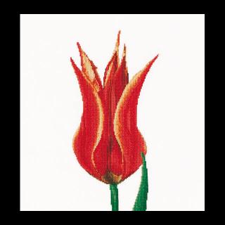 Piros - sárga liliomvirágú tulipán - keresztszemes készlet