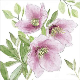 Papírszalvéta - 33x33cm, 20db-os - Classic helleborus