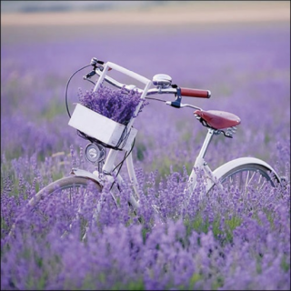 Bike In Lavender Field papírszalvéta 33x33cm, 20db-os