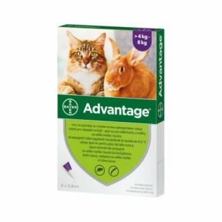 Advantage 80 spot-on macskáknak és nyulaknak 4-8kg között – 4 adag