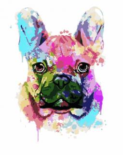 Festés számok szerint kép kerettel  Francia bulldog 2  40x50 cm