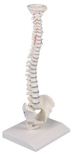 Emberi gerinc - kicsinyített modell