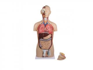 Emberi törzs - 27 darabból álló anatómiai modell nyitott háttal